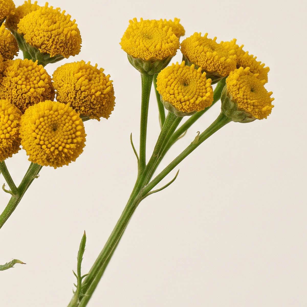 Blue Tansy
