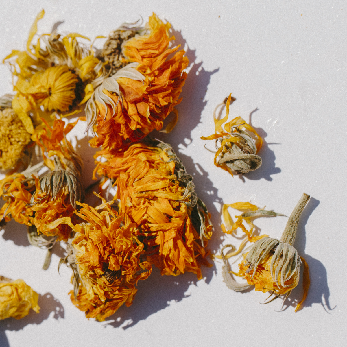 Calendula