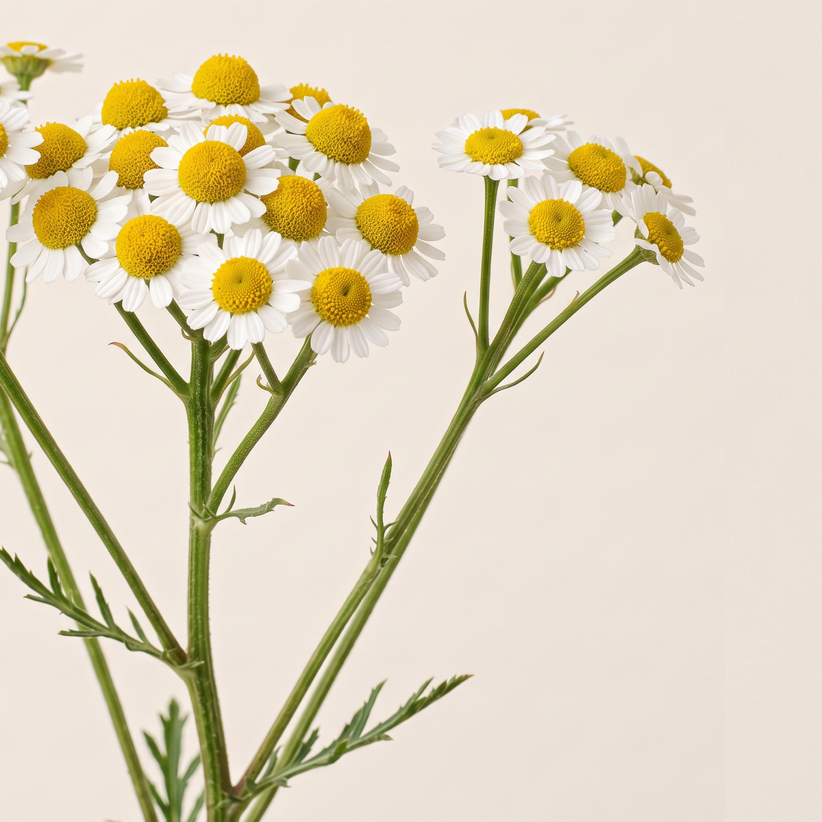 Chamomile