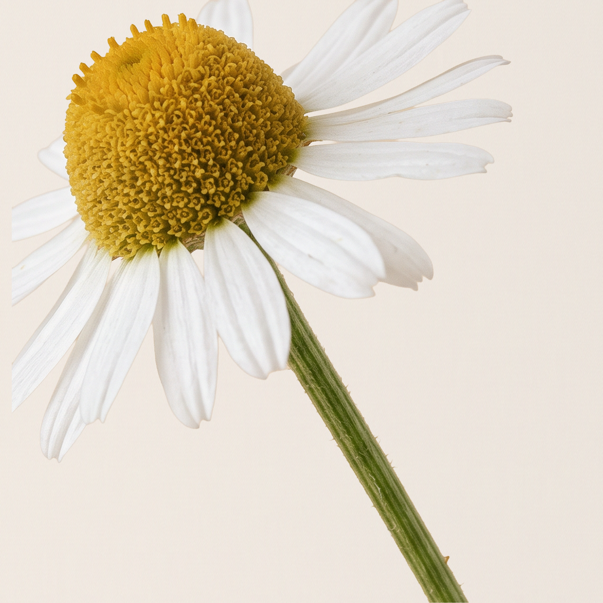Blue Chamomile