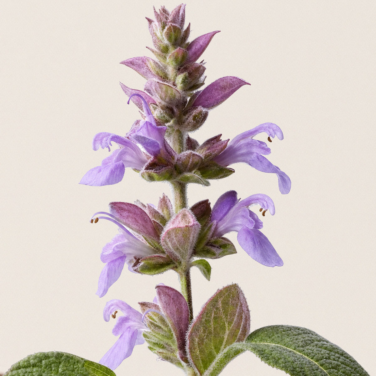 Clary Sage