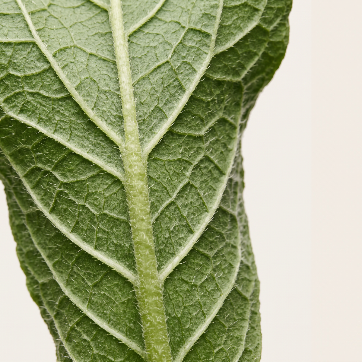 Comfrey
