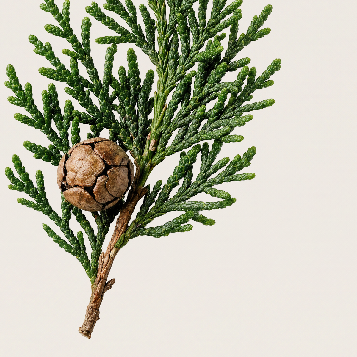 Cypress