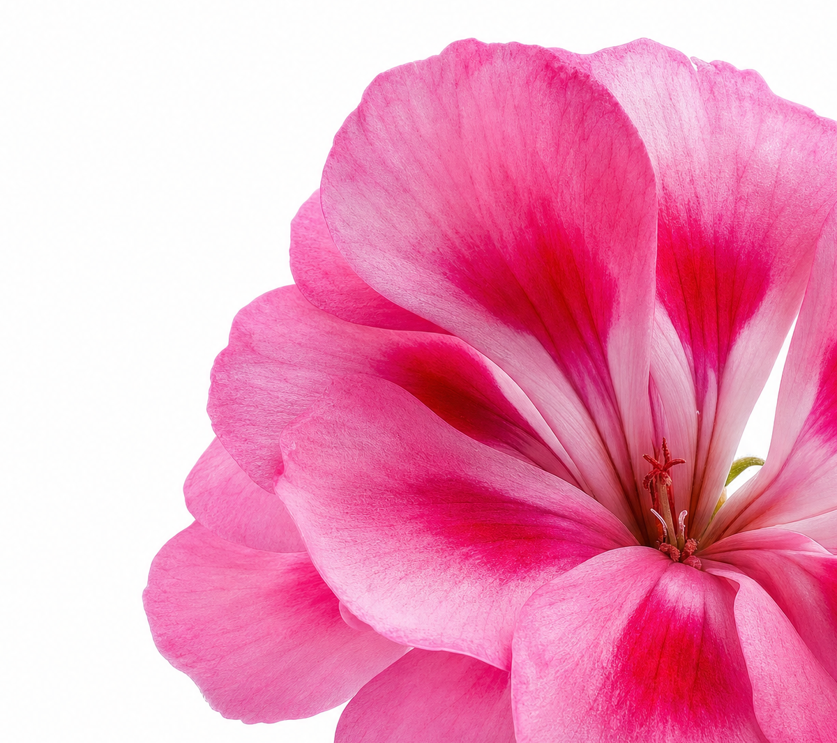 Geranium