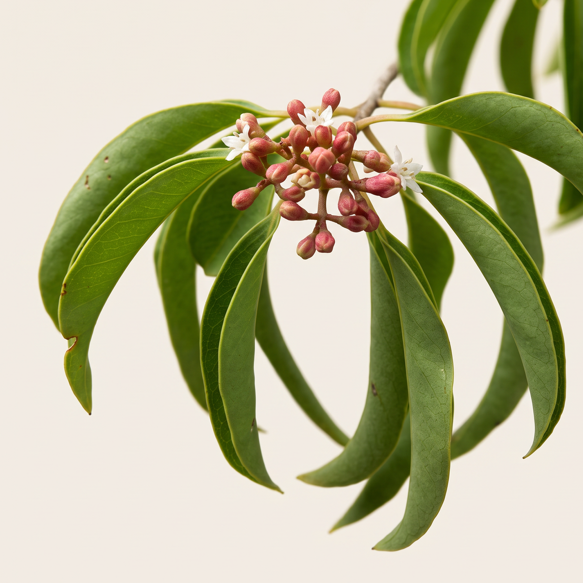 ʻĪLIAHI Hydration Mist