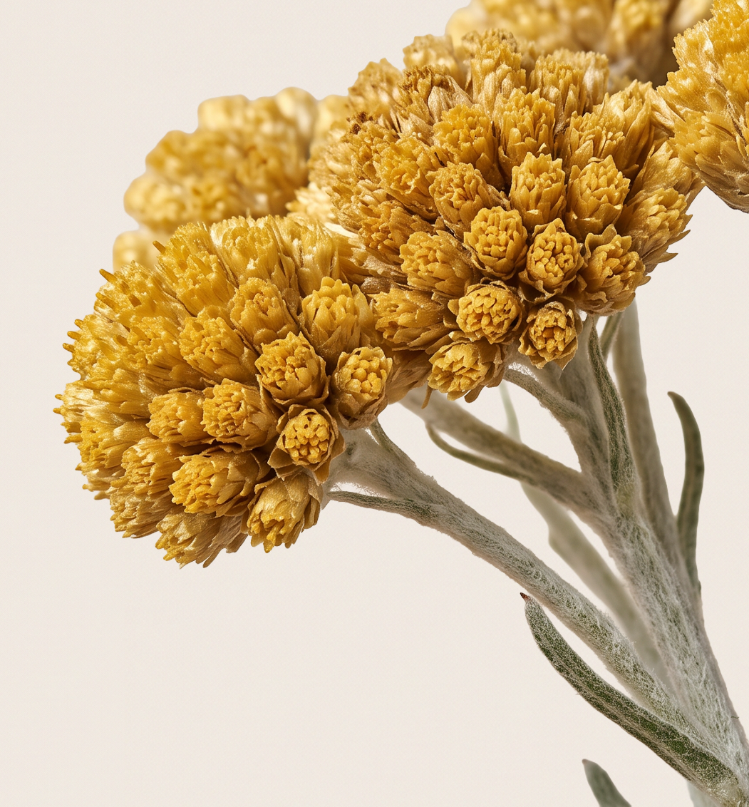 Helichrysum