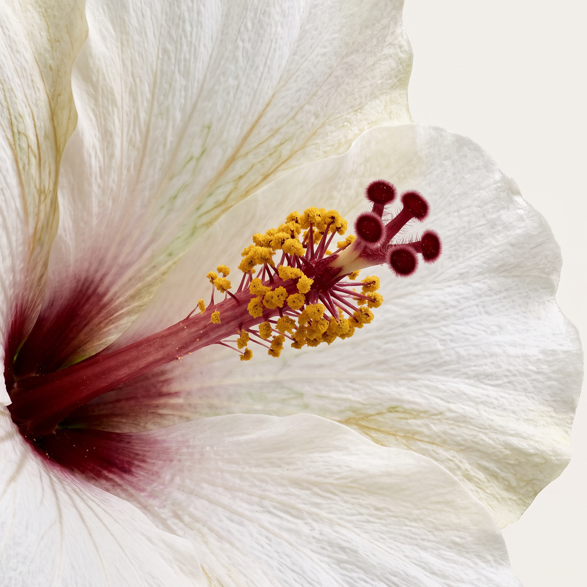 Hibiscus