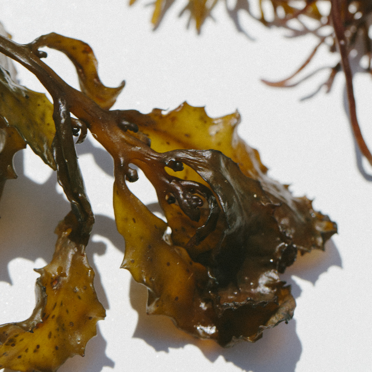 Sea Kelp Bioferment