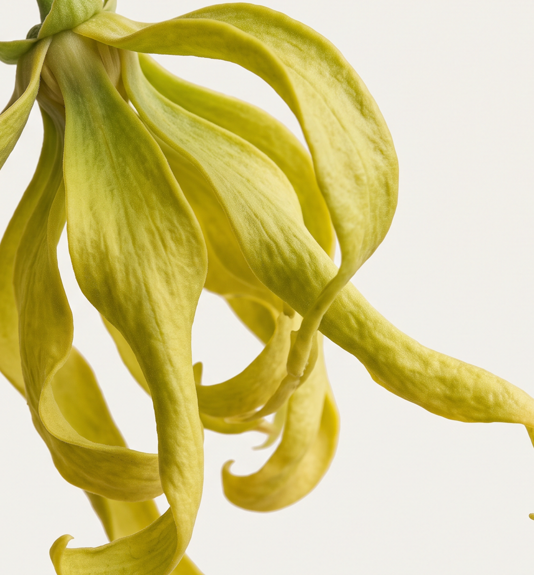 Ylang Ylang